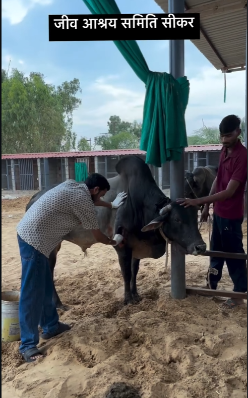 घायल गाय का बचाव