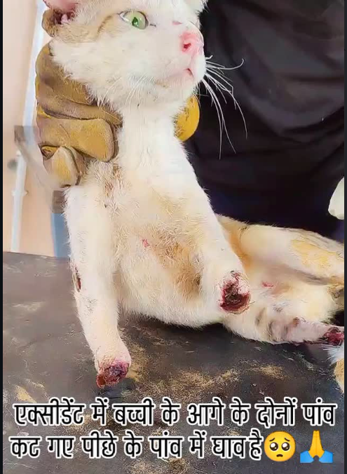 निराश्रित पशु बचाव