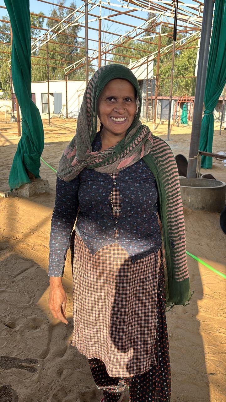 स्वयंसेवक गौसेवा में